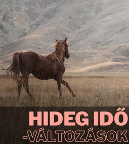 Hogyan változik a lovak viselkedése az idő lehűlésével?