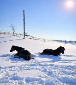 Hogyan szoktassuk vissza a lovat munkába téli pihenő után?