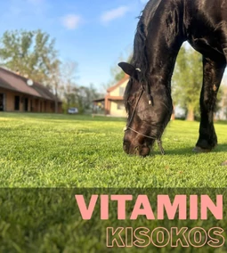  Kisokos: hogyan támogassuk lovunk immunrendszerét ősszel?