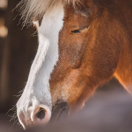 Gyógynövényes Nyugtató hatású készítmények
