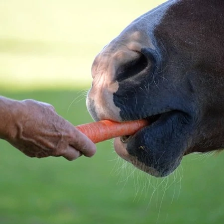 Gyógynövényes Immunrendszer erősítés